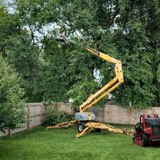 Best Tree Trimming and Pruning  in Olmos Park, TX