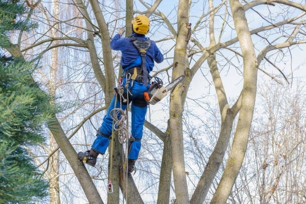 How Our Tree Care Process Works  in  Olmos Park, TX