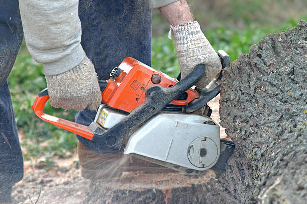 Best Tree Health Inspection  in Olmos Park, TX