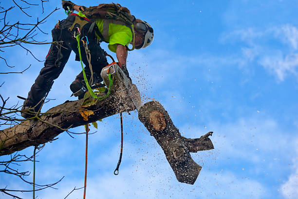 Best Pest Control for Lawns  in Olmos Park, TX