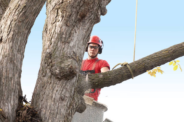 Best Tree Maintenance Programs  in Olmos Park, TX